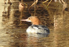 Mergus merganser