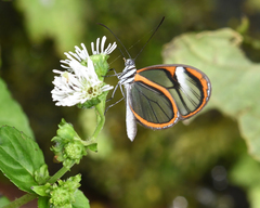 Pteronymia forsteri