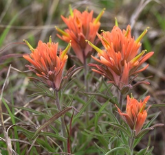 Castilleja lindheimeri