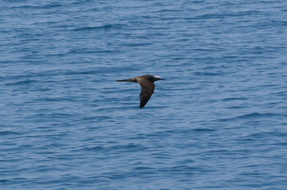 Brown Noddy