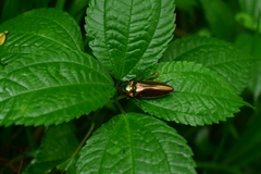 Campsosternus auratus