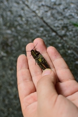 Campsosternus auratus