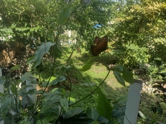 Danaus gilippus