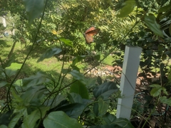 Danaus gilippus