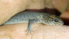 Xantusia vigilis