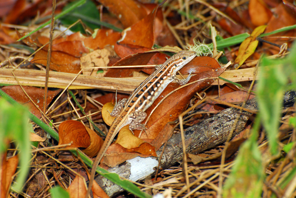 Speke’s sand lizard