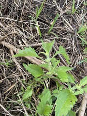 Tridax procumbens image