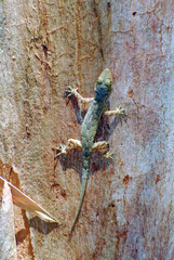 Hemidactylus platycephalus