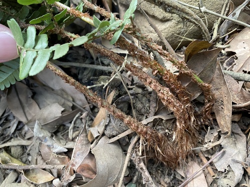 Dryopteris championii iNat (3)