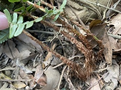 Dryopteris championii