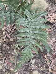 Dryopteris championii