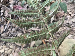 Dryopteris championii