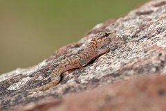 Pachydactylus waterbergensis