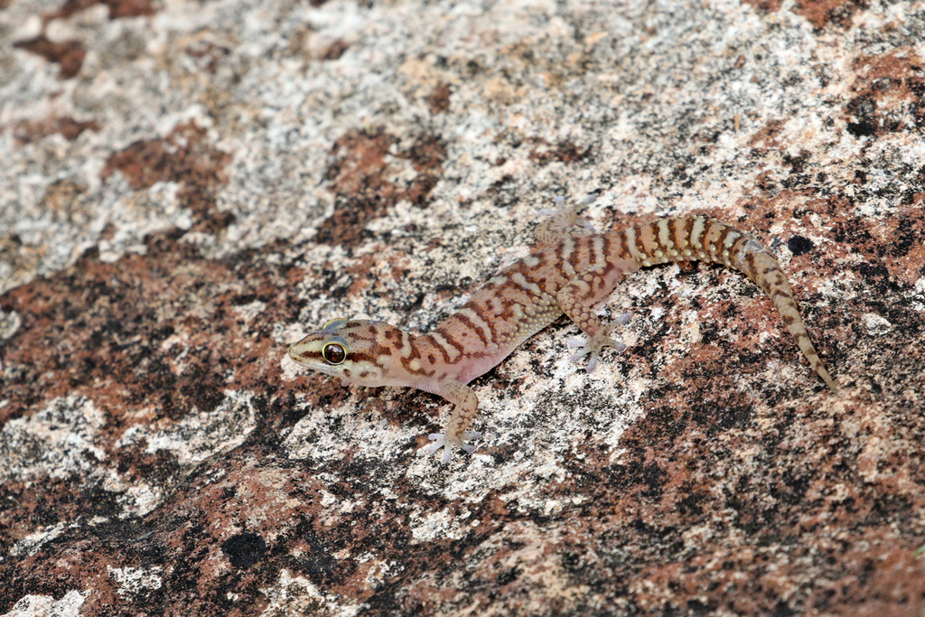 Waterberg Thick-Toed Gecko