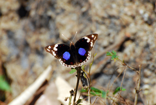 Blue-spot Pansy photo 5