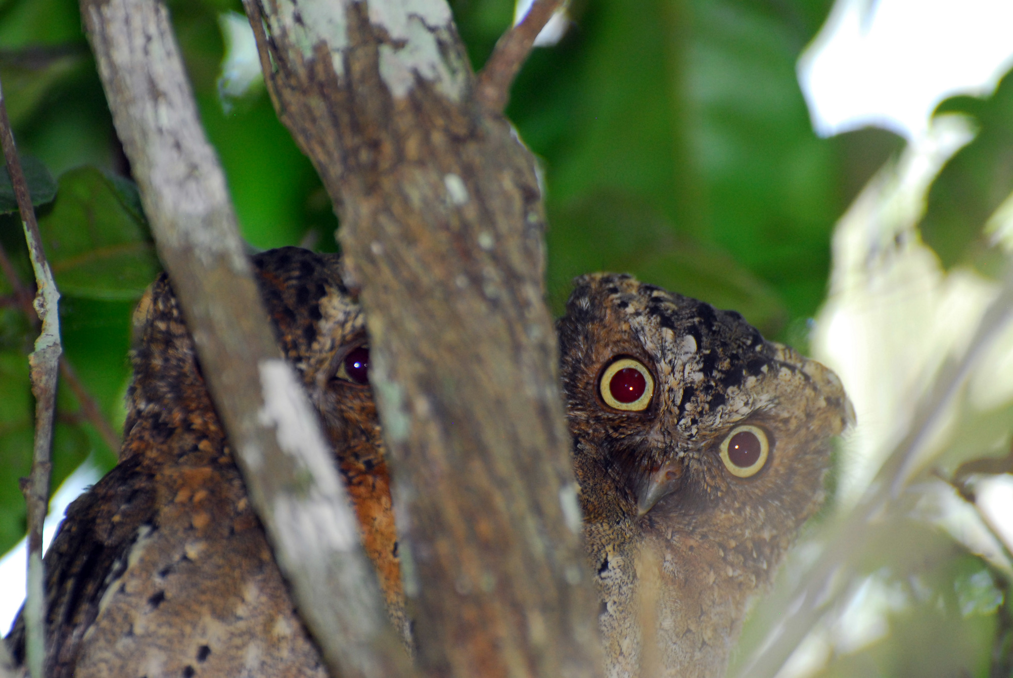 Sokoke Scops Owl (Otus ireneae), photo 6