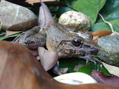 Limnonectes paramacrodon