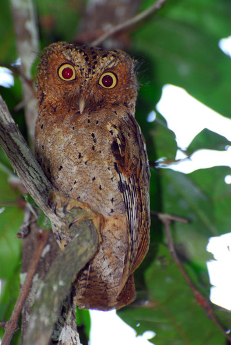 Sokoke Scops Owl (Otus ireneae), photo 10