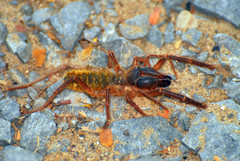 Solpuginae