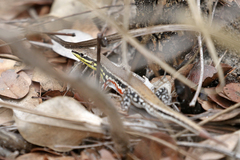 Ichnotropis capensis