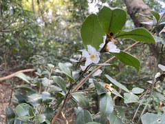 Camellia brevistyla