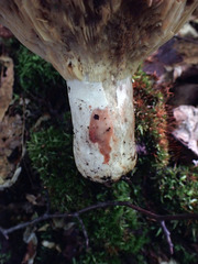 Russula adusta