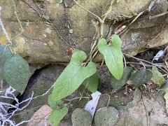 Aristolochia shimadae