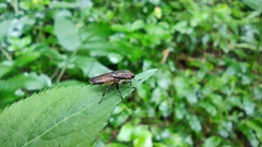 Idiella