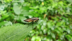 Idiella