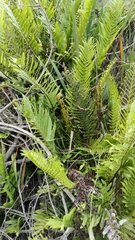 Blechnum capense