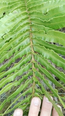 Blechnum capense