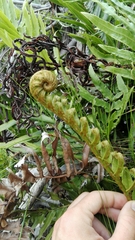 Blechnum capense
