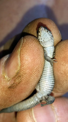 Xantusia vigilis