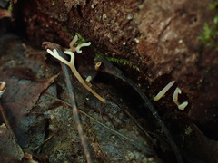 Ramariopsis minutula