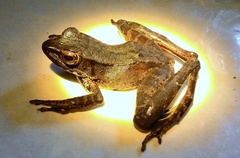 Meristogenys phaeomerus