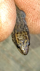 Xantusia vigilis