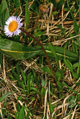 Erigeron simplex