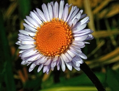 Erigeron simplex