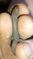 Xantusia vigilis