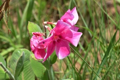 Mandevilla illustris