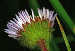Erigeron simplex