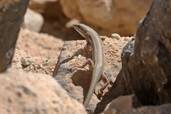 Trachylepis occidentalis