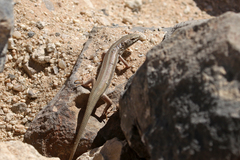 Trachylepis occidentalis