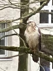 Buteo buteo