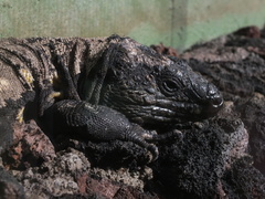 Gallotia simonyi