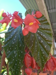Begonia lucerna