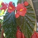 Begonia lucerna - Photo (c) Emily Abrego, some rights reserved (CC BY), uploaded by Emily Abrego