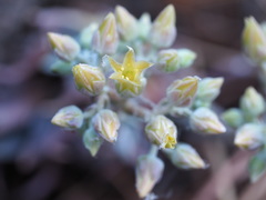 Dudleya abramsii calcicola