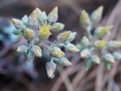 Dudleya abramsii calcicola