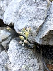 Dudleya abramsii calcicola